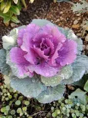 葉牡丹と薔薇の画像