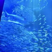 海umi-うみの画像