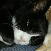 サチノダンナの画像