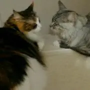 みぃの画像