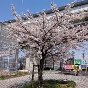 1000セイの画像