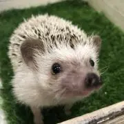美音の画像