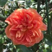 ベル
