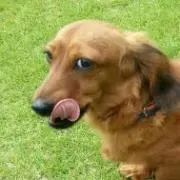 Mangoo!の画像