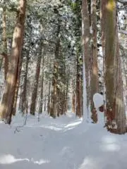 チキンカツの画像