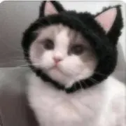 のの画像