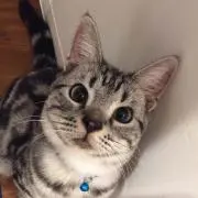 さちぽんの画像