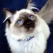 のん