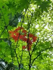 ゆきの画像