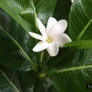 ya