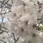 sa-raの画像