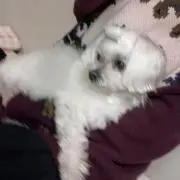 Fの画像