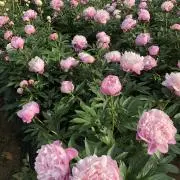 ミント☆の画像