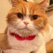 なんといってもトッちゃん