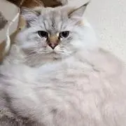 ちょこん