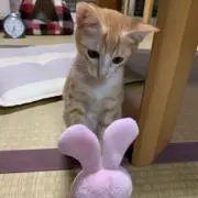 ゆーたん
