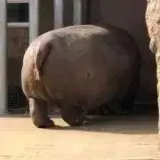 カバ子の画像
