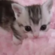 らぶりんの画像