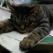 チャチャ