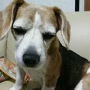 ブッチング～の画像