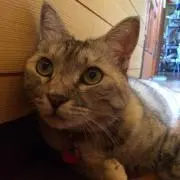 くりりん