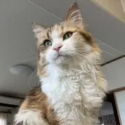 あんママ
