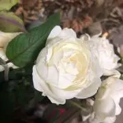 shizukuの画像