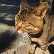 *mio*の画像
