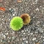 buchiの画像