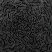 糊の画像