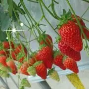 はな*✿もち(おまとめでお値下げあり)の画像