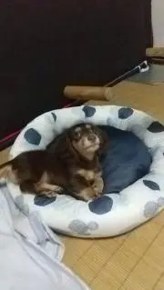 ルーク