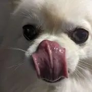まもるの画像