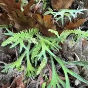 p. Virgo Stellar Stream ビカクシダplatycerium - メルカリ