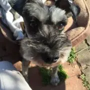くまモン