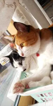 ひこの画像
