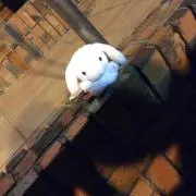 アバタ