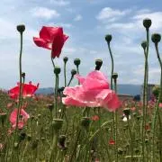 rimrimの画像