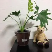 くまの画像