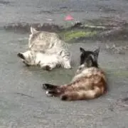 たにきんれこ〜ずの画像