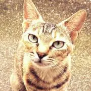 もちもちの画像
