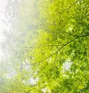 MOMOの画像
