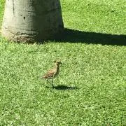 ぽんちゃんの画像