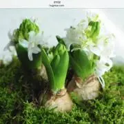 moss♡の画像