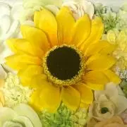 琴葉の画像