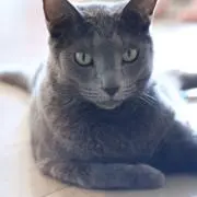 youta
