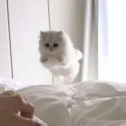 りん
