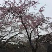 さき