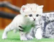 kucing