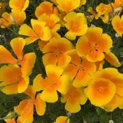 花菱草の画像